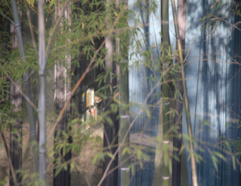 “书香校园”:本科生读书分享沙龙|虚假的繁荣 真实的知识——浅谈“黄宾虹热”及其成因