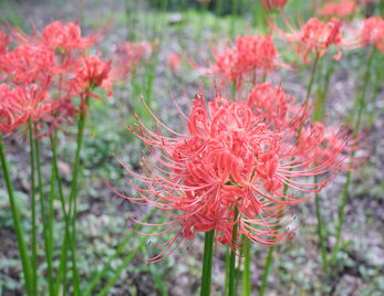 “书香校园”诗歌沙龙|诗心·诗境·诗艺——从现代爱情诗谈诗歌艺术