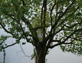 “书香校园”学术讲座|《真实临在:什么是戏剧文学,什么是剧场艺术》